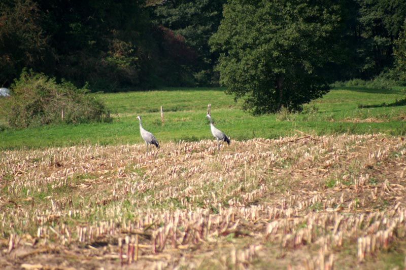 Kraniche in Mecklenburg - Kranich (lat. Grus grus)